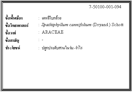 กล่องข้อความ: 7-50100-001-094 ชื่อพื้นเมือง : เดหลีใบกล้วย ชื่อวิทยาศาสตร์ : Spathiphyllum cannifolium (Dryand.) Schott ชื่อวงศ์ : ARACEAE ชื่อสามัญ : - ประโยชน์ : ปลูกประดับสวนในร่ม-รำไร